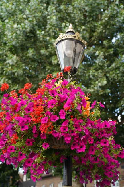 A hanging floral display featuring vibrant pink and red petunias, with some orange blooms interspersed, attached to a black metal lamppost outdoors. The flowers are lush and fresh, cascading around a 