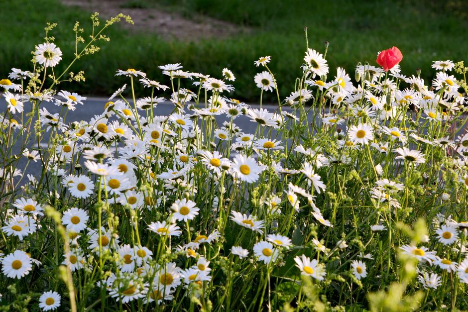 A dense cluster of wild daisies with white petals and bright yellow centers blooming in a sunny outdoor setting, interspersed with a single pink poppy and yellow wildflowers. The flowers are arranged 