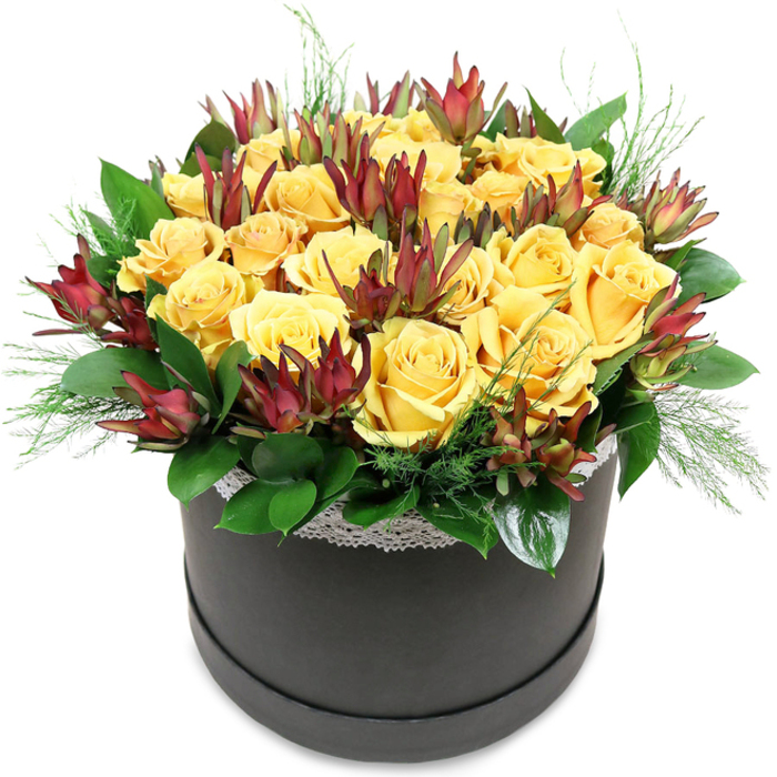 A modern hatbox floral arrangement is captured against a smooth white backdrop, the contrast accentuating the rich colours and refined form. The container is a simple, stylish round box in deep grey-black, subtly matte, with a band of delicate white lace edging the top rim. This small detail brings an air of gentle romance, like lace glimpsed on a dress at a Wimbledon Village wedding. Above the rim, the flowers rise in a luxurious, dome-shaped cluster dominated by yellow roses. There appear to be two dozen or more, each bloom full and cushiony, the petals densely layered in spirals that open to reveal warm golden hearts. The shade of yellow is rich yet soft, evoking sunlight filtered through curtains on a calm morning, and the texture of the petals is almost suede-like. Woven thoughtfully between the roses are stems of Leucadendron 'Safari Sunset', their elongated, pointed bracts held upright like small torches. These accents are coloured in deep burgundy, maroon, and reddish-brown, fading into green at the base, delivering a sophisticated contrast that grounds the brightness of the roses. Around the perimeter, glossy dark green leaves form a neat collar that supports the blooms, their surfaces reflective enough to catch the light. Finer, feathery or needle-like sprigs of lighter green foliage peep out between the larger leaves and flowers, adding a sense of lightness and gentle motion, as though the bouquet might have just been gathered from a carefully tended garden in Merton. The overall impression is of warmth, abundance, and contemporary elegance-a design equally suited to a centrepiece in a stylish home near Cannon Hill Common, a gift delivered by Merton Flowers to celebrate a birthday, or a thank-you gesture for someone who loves fresh, modern floral styling.