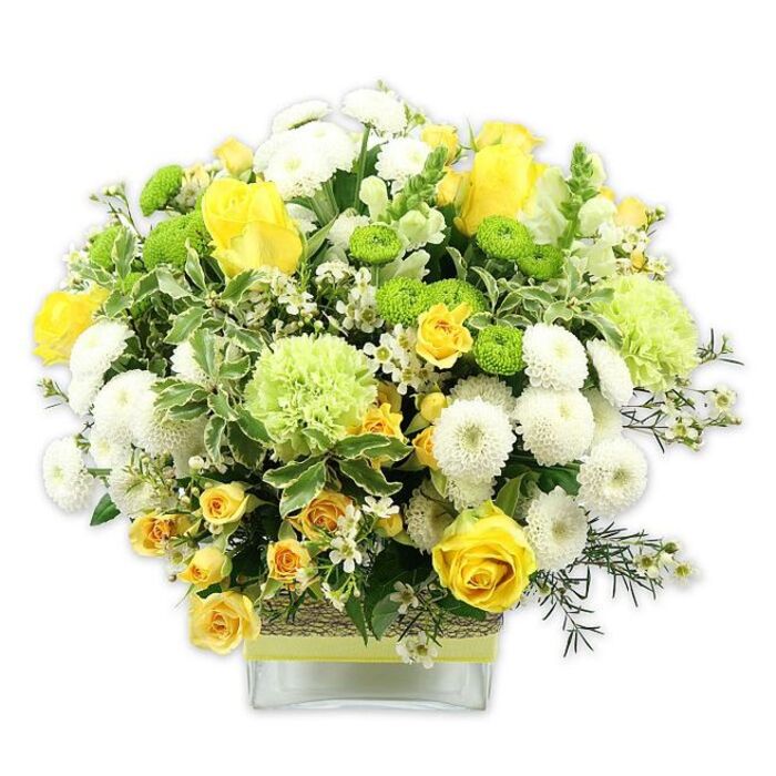 A bright, contemporary bouquet sits confidently in a low, square clear glass vase, filled to the brim with flowers in yellow, white, and fresh green tones that suggest hope and new beginnings. Yellow roses, some in full, velvety bloom and others caught mid-opening, form the main focal points, their soft spirals drawing the eye. They are joined by smaller spray roses in a matching yellow shade, whose clustered stems add texture and the relaxed feel of a garden border in Raynes Park or Wimbledon. Around them, white pompom chrysanthemums create clusters of rounded, tightly packed petals, giving a pleasantly plush contrast to the more open rose forms. Scattered through the design, lime green button chrysanthemums stand out as tidy, button-sized globes, providing bright accents that keep the arrangement looking modern and fresh. Larger, ruffled pale green blooms-like green carnations or decorative chrysanthemums-add gentle volume and a sense of movement across the top of the bouquet. The entire dome is framed with an assortment of foliage: deep green leaves bring structure and richness, while variegated leaves with pale margins introduce subtle lightness and echo the white flowers. Fine, starry white filler flowers are threaded throughout, adding intricacy and a touch of airiness so the design never feels heavy. The vase itself is clearly visible, with its straight lines offset by a rustic band of woven or bark-like material wrapped around the centre, topped by a smooth lime green ribbon that ties in with the button mums. Against the plain white background, the colours appear especially vivid. This arrangement would make a lovely centrepiece for a dining table in a Merton townhouse, a cheerful welcome gift for new homeowners in Mitcham, or a bright birthday surprise delivered the same day across the local area.