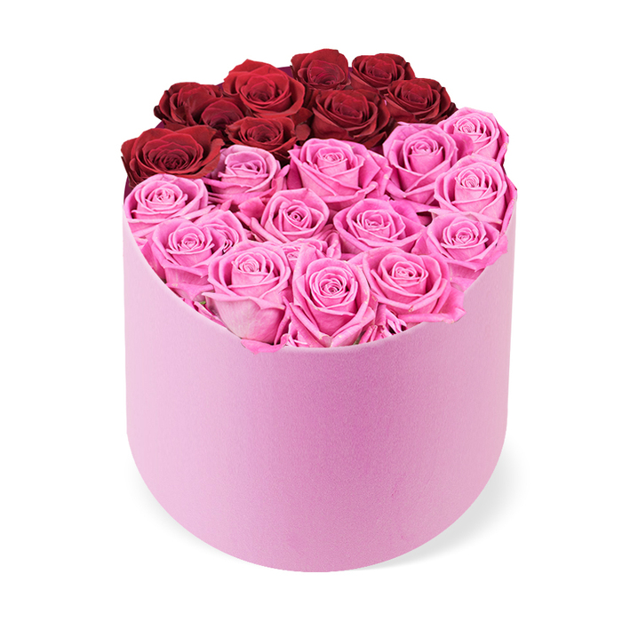 With a refined silhouette ideal for a luxury interior, this rose box by Merton Flowers features a unique D-shaped, semi-cylindrical container in soft blush pink, its velvet texture catching the light. The top opening is densely packed with tightly clustered rose heads, creating a lush, color-rich surface. The roses are divided into two bold blocks: at the back, about a dozen deep red roses stand as a crimson crest, symbolising classic romance, while the front two-thirds hold a larger cluster of vivid fuchsia pink roses, injecting energy and cheer. Every bloom is perfectly bloomed, petals neatly curled, offering a smooth, almost satin-like surface. The box's curved front contrasts with a flat back, giving a distinctive silhouette that feels contemporary and premium. The image is captured from a slightly elevated angle against a crisp white background, allowing the box's sculptural form and the intensity of colour to take center stage. In person, the velvet texture of the box and the plush gloss of the rose petals combine to create an opulent, gift-ready piece. This box is ideal for luxury gifting on Valentine's Day, anniversaries, Mother's Day, or birthdays, and would make a striking centerpiece in a home near Colliers Wood or Wimbledon Village. It also signals dependable freshness and refined taste, making it a trusted choice for discerning shoppers across Merton seeking lasting beauty.