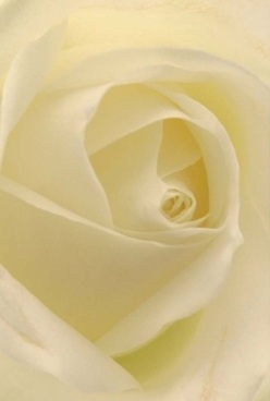 This intimate portrait draws the viewer into the heart of a white rose, each cream-tinged petal swirling softly inward as if tracing a path through Merton's leafy avenues. The layers are velvety, transitioning from ivory to gentle pale lemon at the centre, and the soft, even lighting recalls a calm morning along the River Wandle-diffuse, warm, and without a single harsh edge. The image captures a sense of poised anticipation, making the bloom perfect for an anniversary bouquet or a sincere gesture of love among neighbours on Kingston Road. In the details, you sense the timeless artistry of Merton's florists, each petal aligned to evoke elegance and comfort that transcends simple floral craft. The captured form seems to radiate a barely-there scent-clean, calming, and reminiscent of fresh blooms delivered on a quiet day in Wimbledon-imbuing any space with grace, tranquillity, and a welcome touch of thoughtful care.