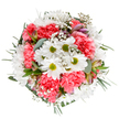 Radiating with the softness and vitality of an early summer in Merton, this bouquet is a beautiful testament to the area's love of fresh blooms and warm connections. Cheerful white daisies with vibrant yellow-green centers nestle among plush coral-pink carnations, each ruffled petal bringing depth and an inviting glow. Wisps of airy gypsophila meander through the arrangement like a gentle melody, while subtle touches of blush alstroemeria and eucalyptus lend both visual harmony and a clean, invigorating fragrance. The design, balanced and full, echoes the joyful ease found in Merton's open fields and quiet lanes. Suitable for birthdays, celebrations, or thoughtful surprises, this bouquet infuses any space with a bright, uplifting atmosphere. Its carefully isolated display ensures every detail-each petal, leaf, and gentle fold-is showcased in its best light, reflecting the artistry and personal care that defines Merton Flowers and its delivery service throughout the neighbourhood.